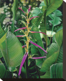Heliconia