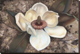 Magnolia I
