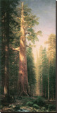 Giant Trees  Mariposa Grove  California