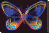 Butterfly II