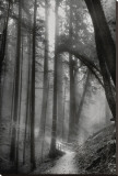 Woodland Path