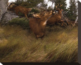 Deer Panic