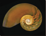 Nautilus on Black II