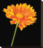 Gaillardia Grandiflora