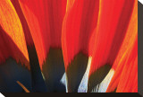 Gazania Petals