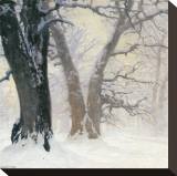 Snow Covered Oaks in the Sun