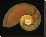 Nautilus on Black II