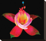 Fuschia II