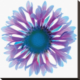 Blue Gaillardia