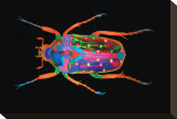 Coleoptera