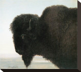 Bison Head