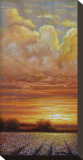 Sunset Cotton