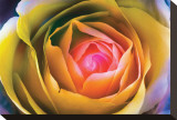 Fire Spiral in The Flower