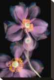 Anemone on Black