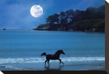 Moonlight Run