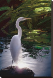 Egret Light
