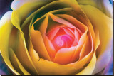 Fire Spiral in The Flower