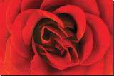 Rose Study I1