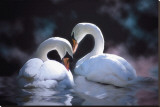 Swans