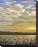 Delta Cotton