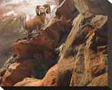 Rocky Bighorn