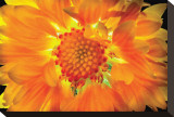 Gaillardia Lit From Behind