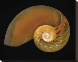 Nautilus on Black II