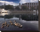 New Born Crossing