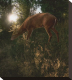 Deer Light