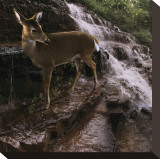 Deer Falls
