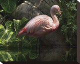 Dark Flamingo