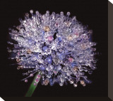 Intricate Detail of Nature's Perfection