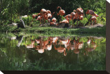 Flamingo Party