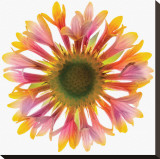 Gaillardia