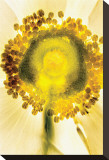 Core of The Anemone