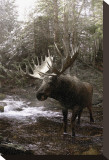 Moose Creek
