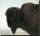 Bison Head