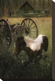 Wagon Pony