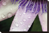 Passiflora Christmas