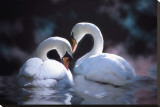 Swans