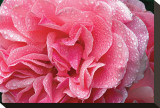 Rose Heart