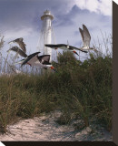 Lighthouse Terns II