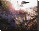 Born Again