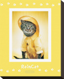 Rain Cat