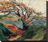 Tree in Autumn