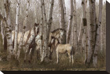 Birchwood Family