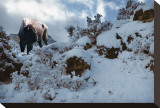 Snowy Buffalo