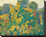 Sunflowers  Thornhill