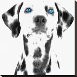 Dalmatian Date VI