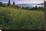 Lake Deer